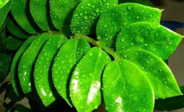 家里养什么植物聚财 金钱树财源滚滚-家庭养什么花草最好