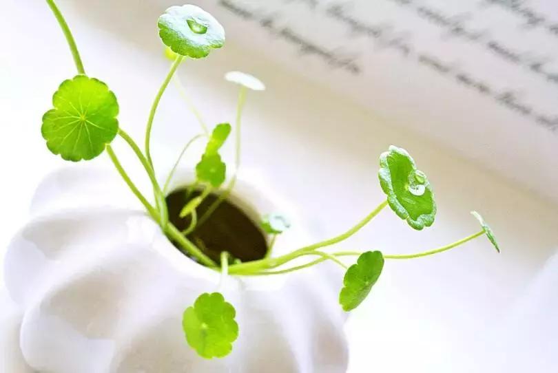 十二生肖办公室开运植物-十二生肖喜欢养花花草草吗