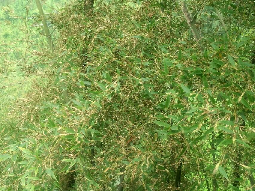 家里的竹子开花了预示什么 竹子开花一定有灾吗-竹子开花一般多久