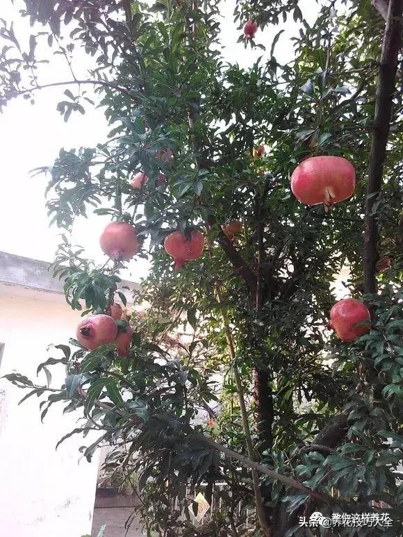 院子里种枣树好不好 枣树风水禁忌-院子里东南角栽什么树最好