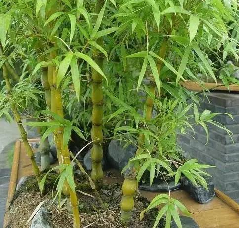客厅电视墙摆这些植物可以旺财-客厅电视背景墙两边放什么绿植好