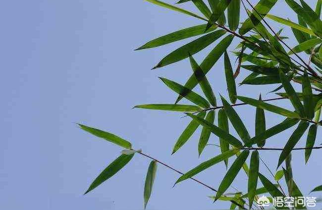 柚子叶辟邪的传说柚子叶有三种用途