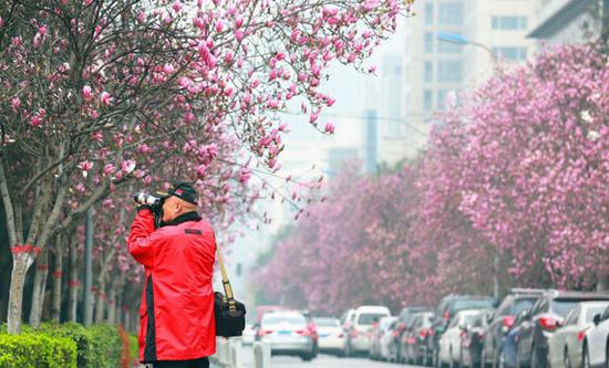 院子种梧桐树风水好吗 种什么花风水好-门口种什么树对风水比较好