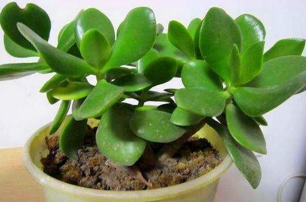 客厅摆什么植物最招财 招财植物有哪些-绿巨人植物风水禁忌都有哪些