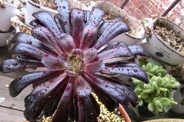 镇宅招财旺人的植物-堂前放什么植物好