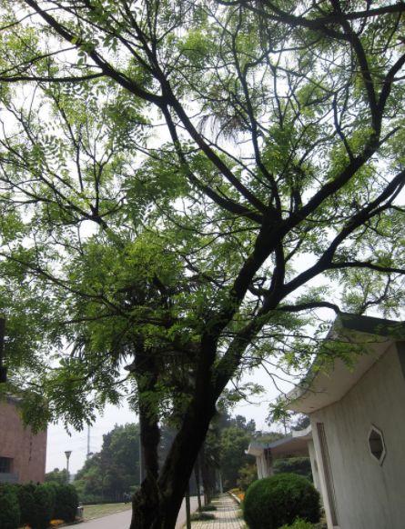家里养什么植物旺财又旺人呢 家里忌讳的树木-农村俗语卖房不卖门卖牛不卖绳