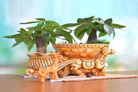 家里发财树摆放禁忌，不要阻断财运-发财树叶子出现斑点是啥情况