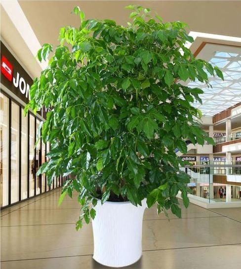 旺财风水植物龙血树的作用是什么-龙血树可以和什么树嫁接