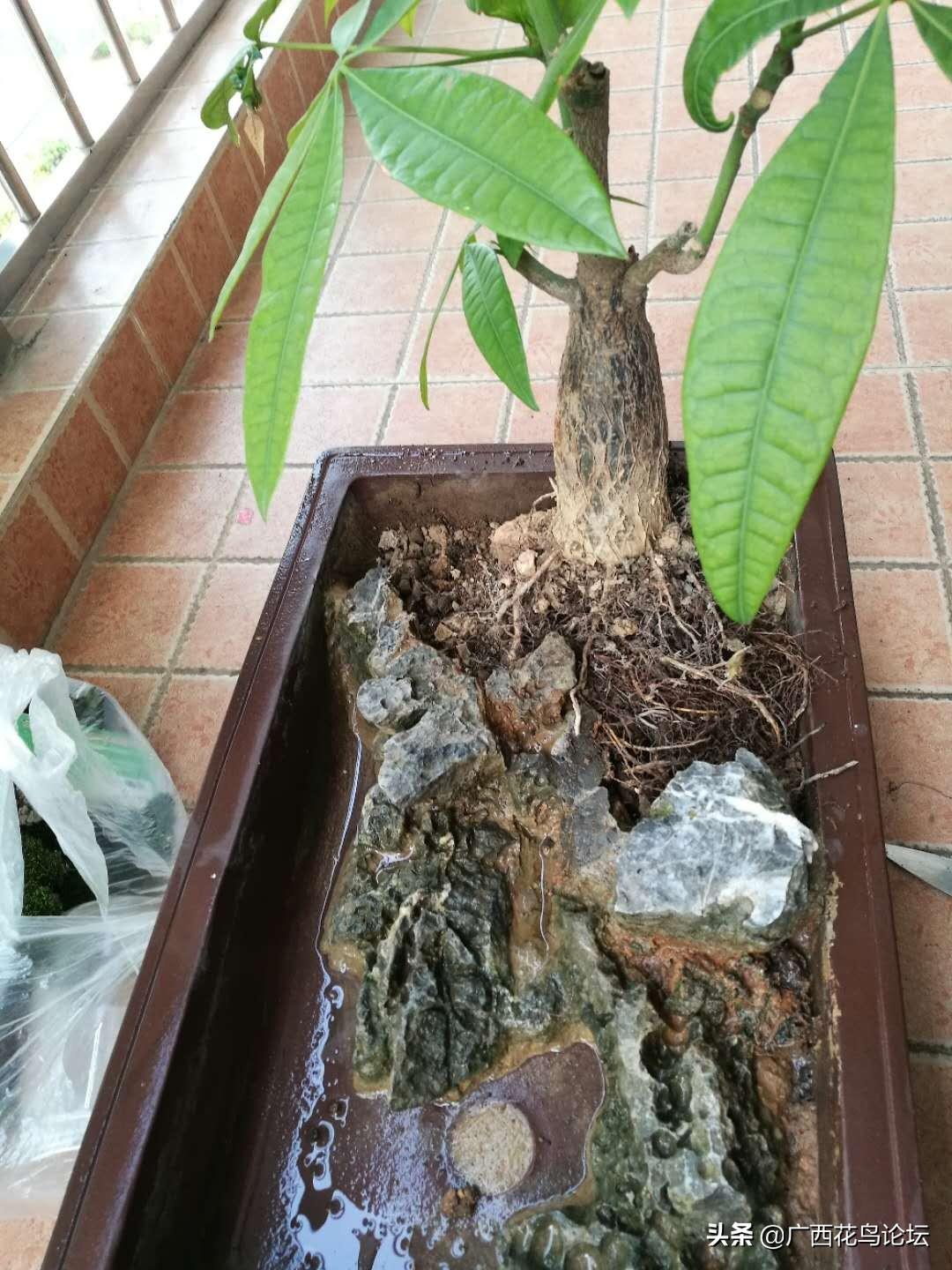 发财树应该放在家里的什么位置好 放在客厅和玄关-发财树晚上可以放在室内吗