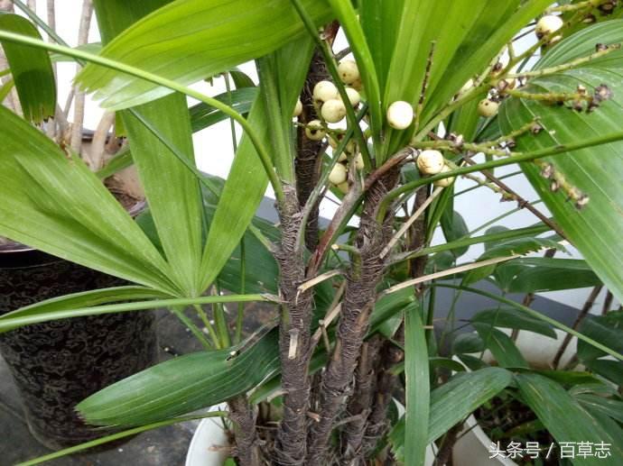 观音竹富贵竹哪种放客厅好 观音竹和富贵竹招财进宝-别墅客厅适合种什么花卉