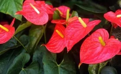 植物运势与阴阳五行暗含密系-中医理论绕不过去的阴阳学说到底说什么