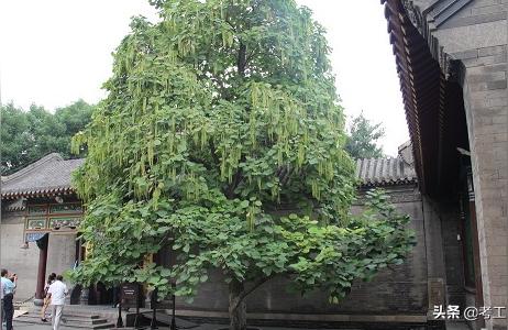 用梓字取名的男孩名字 梓的名称寓意是什么男孩取名林梓晨林晨名字好不好好听吗