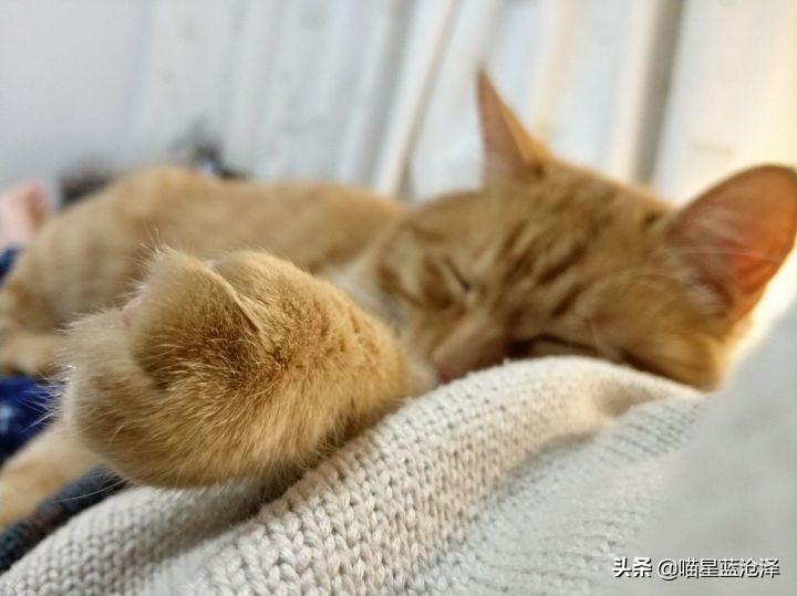 橘猫星座运势分析-你们对这部电影有何评价