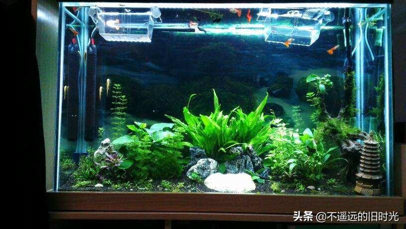 鱼缸放家里什么位置旺财-鱼缸放什么鱼最招财