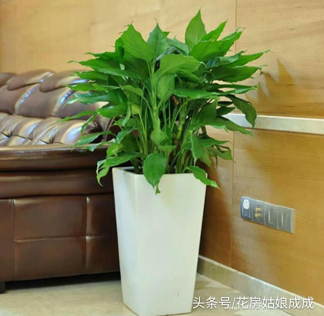 怎样让家中聚财 家里聚财风水-属虎人家里摆什么招财