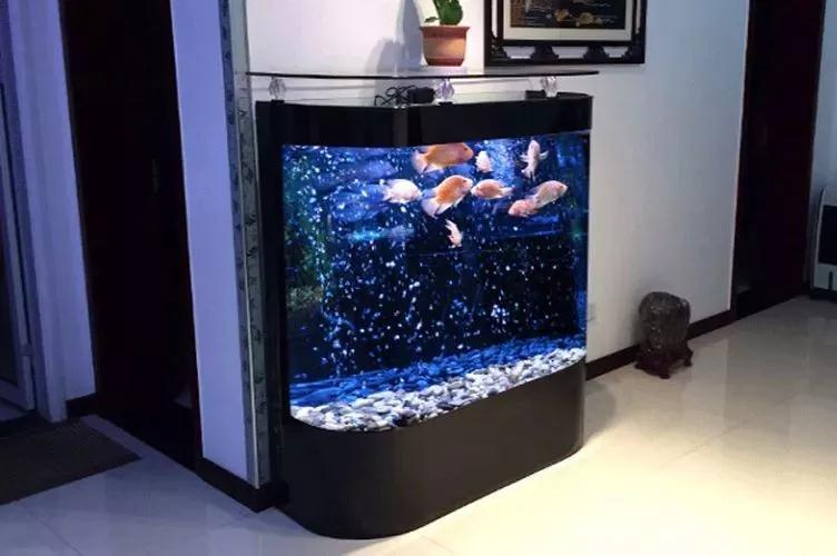 家里摆什么植物旺运气 水生植物增强主财运-想问一下大家室内绿植