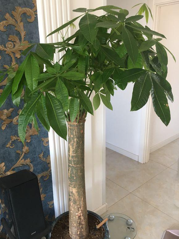 风水植物：发财树怎么养-发财树能经常变换位置吗