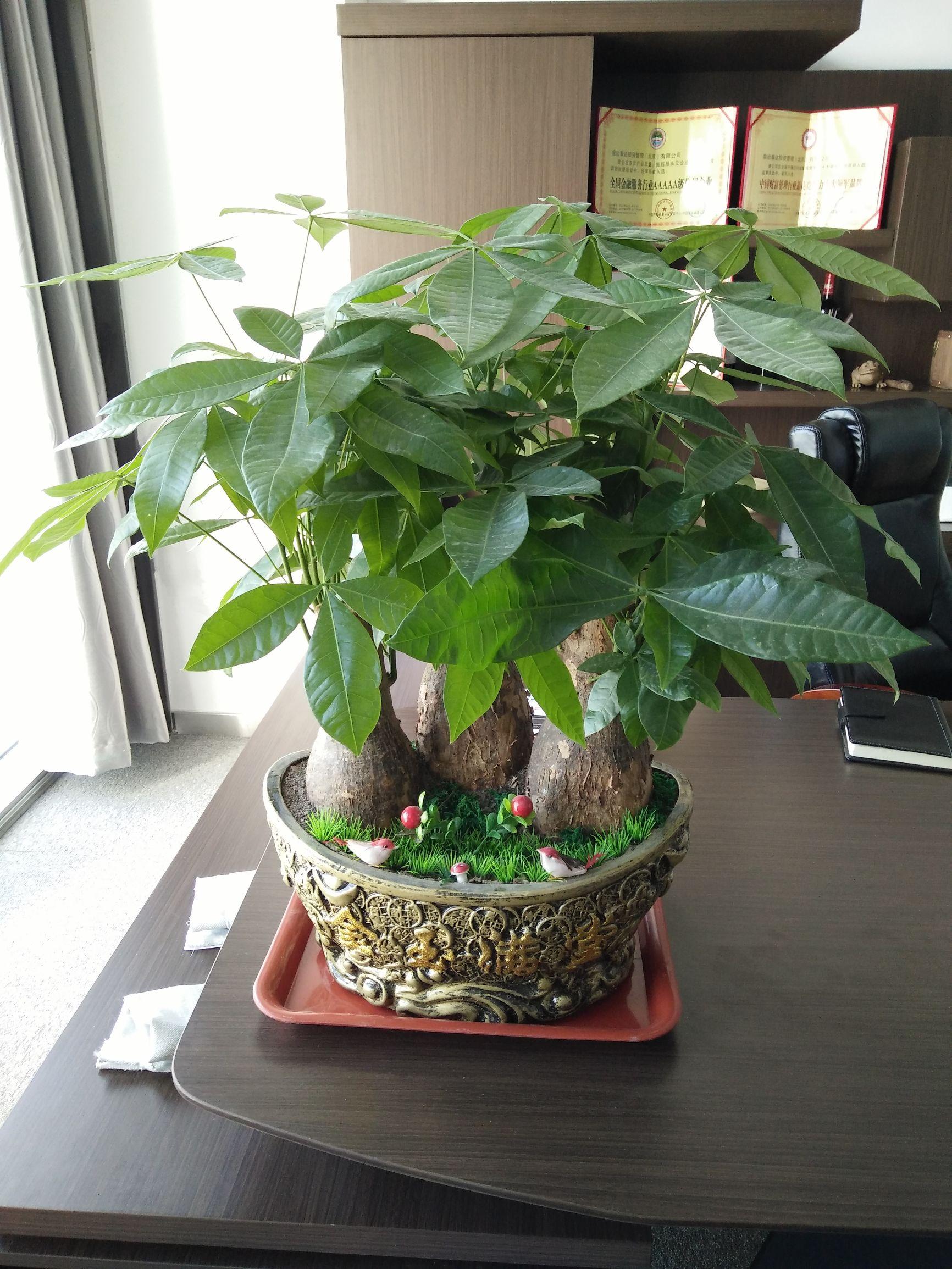 发财树放在外面养好还是室内养好 总体喜温暖环境-发财树水培还是土栽好