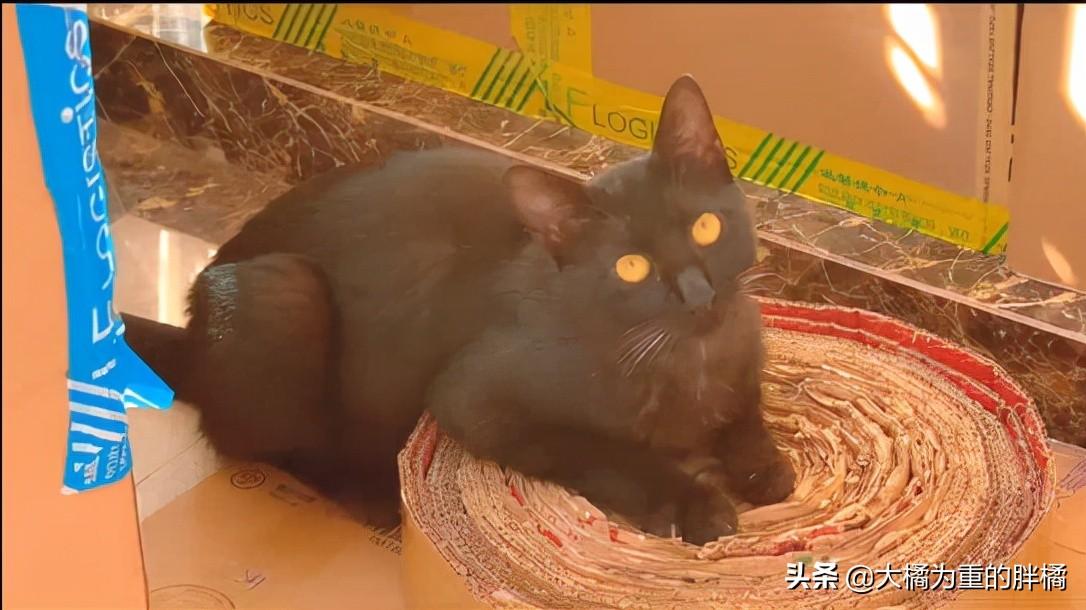 招财猫放车里好不好？能招财吗-海口客运总站能带宠物吗