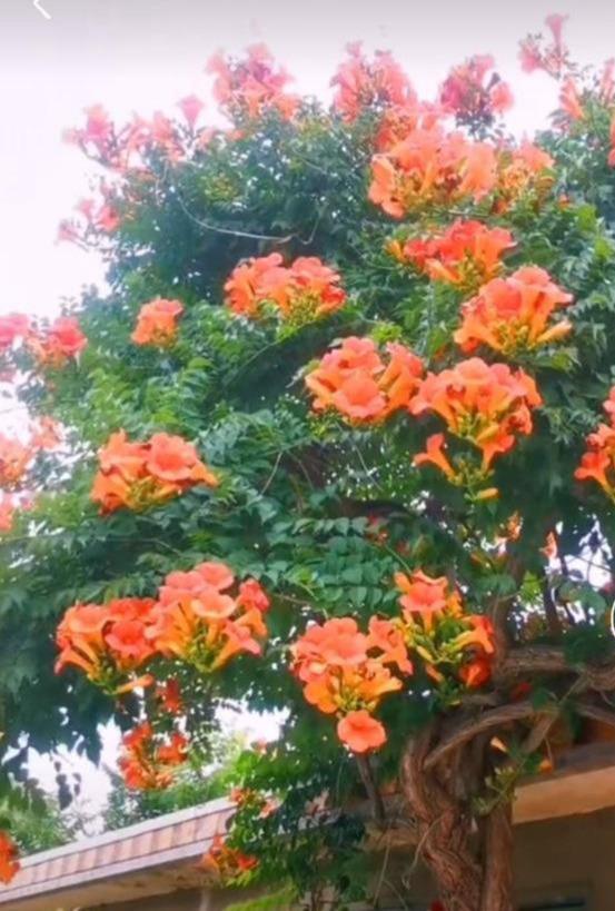 家里阳台种凌霄可以吗 风水好又旺财-凌霄花盆栽养殖方法