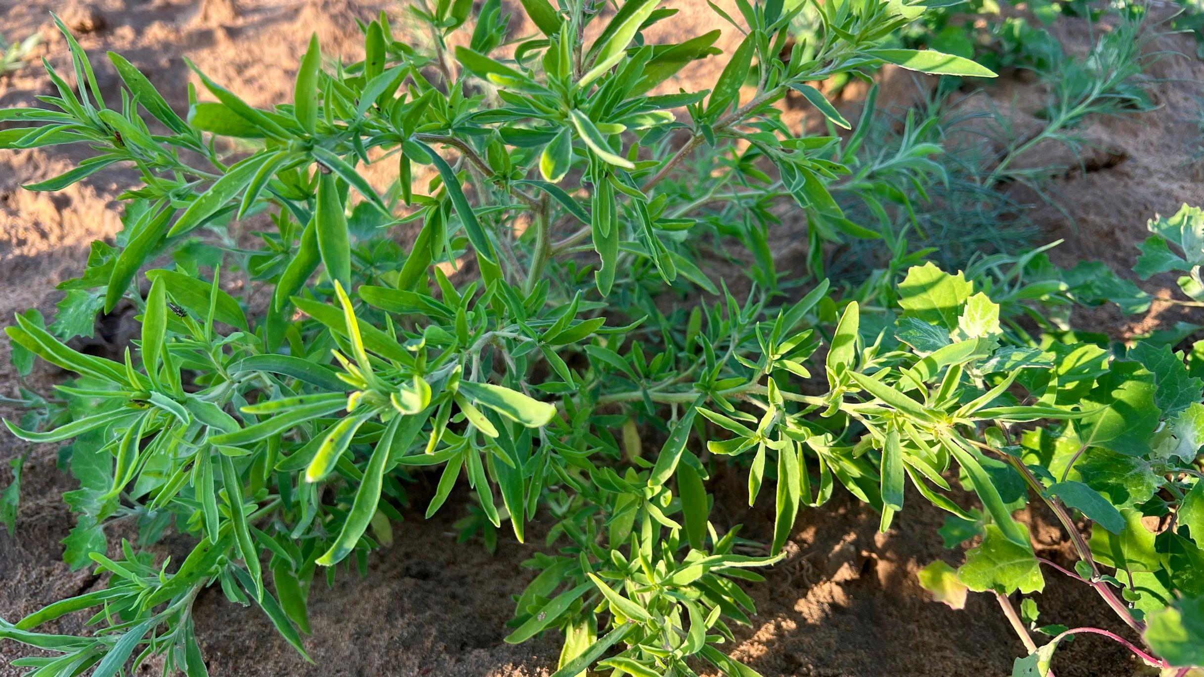 端午节挂扫帚的寓意 其他挂件的寓意-亲戚无意间发现了自己的隐私该怎么办