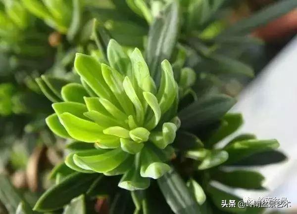 办公大厅摆放什么植物招财 阔叶可聚财-为什么老板不能进财务室
