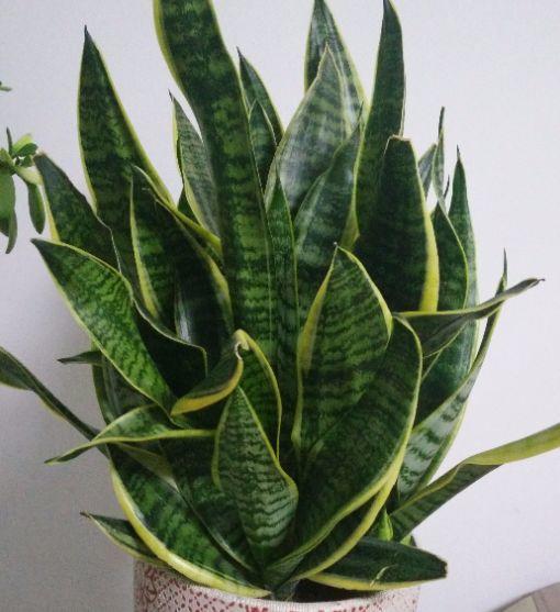 过年家里摆什么花旺财吉祥 虎皮兰添财运-把家里到处都摆满花草的