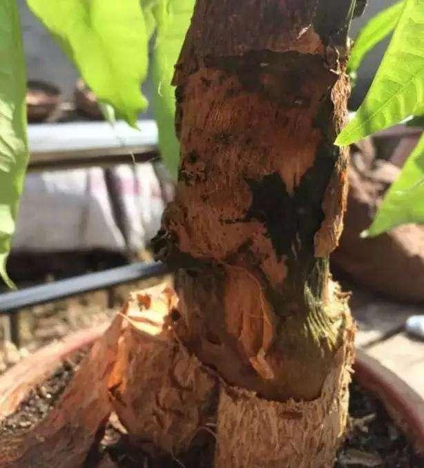 房间放发财树好吗 放一株即可-一个房间可以摆2盆发财树吗