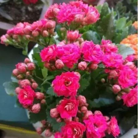 家庭旺财风水植物 君子兰可以提升财运-什么花旺财旺事业