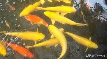 办公室旺财风水 鱼养鲜活来财轻松-招财猫鱼哪个品种最好养