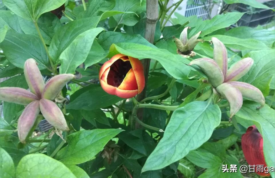 紫薇斗数子女宫咸池-汩汩什么意思