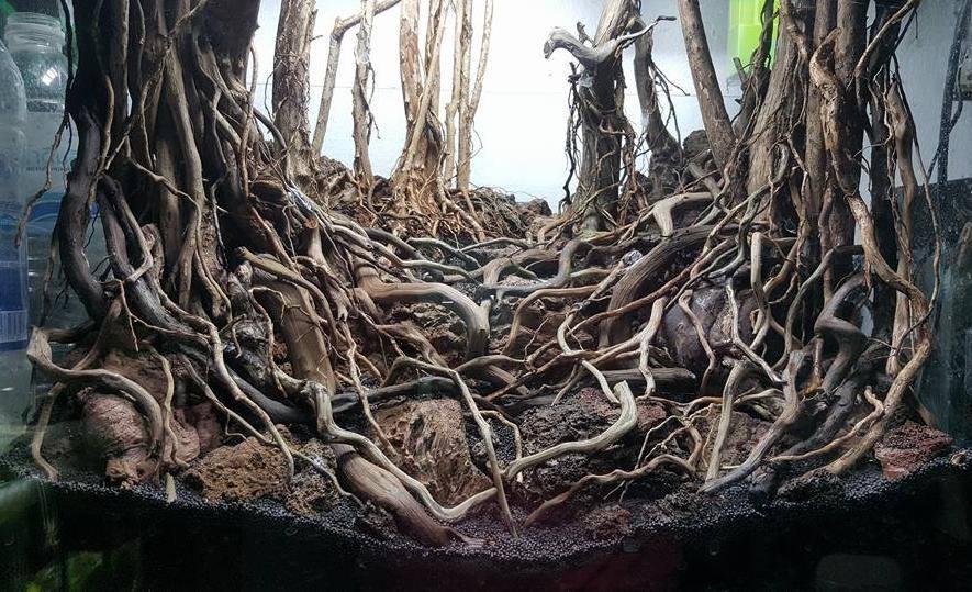 讲解家居之中鱼缸的要点-想在家里放鱼缸