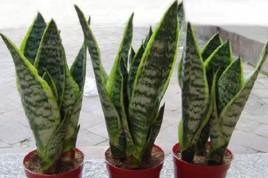 家里绿植旺盛与风水 虎皮兰可招财-虎皮兰和橡皮树哪个招财