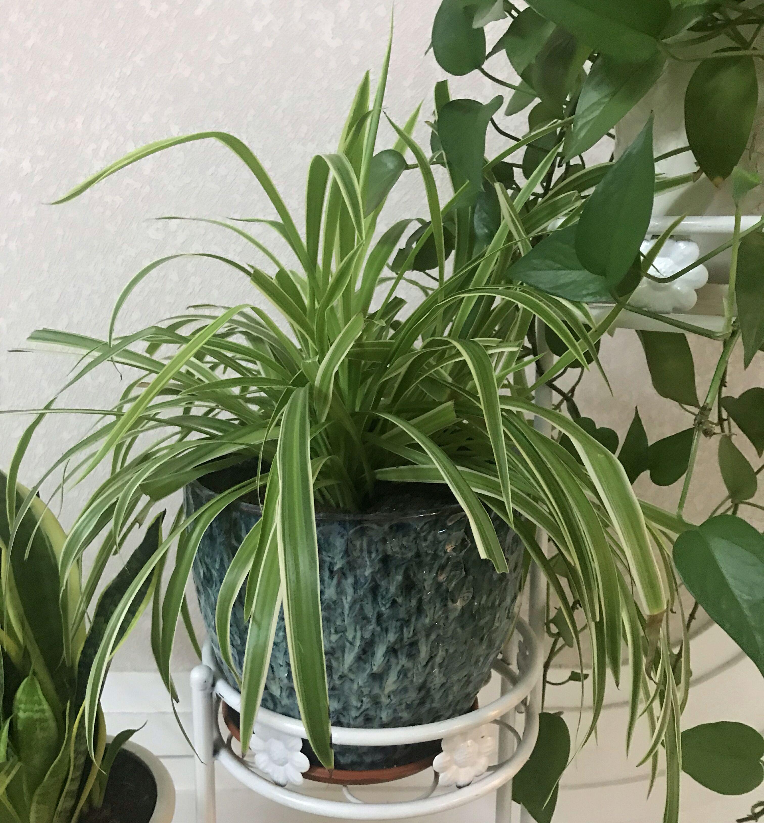 办公室玄关风水聚财法 开门见绿心情明媚-办公室绿植摆放设计