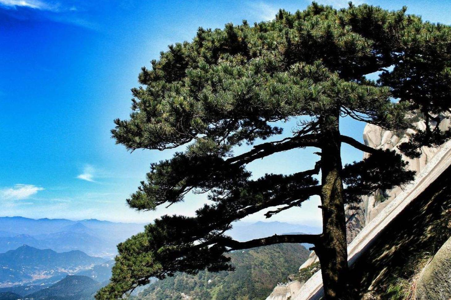 家里种什么风水好又旺财 家里忌讳的树木-并且花期比较长的有哪些