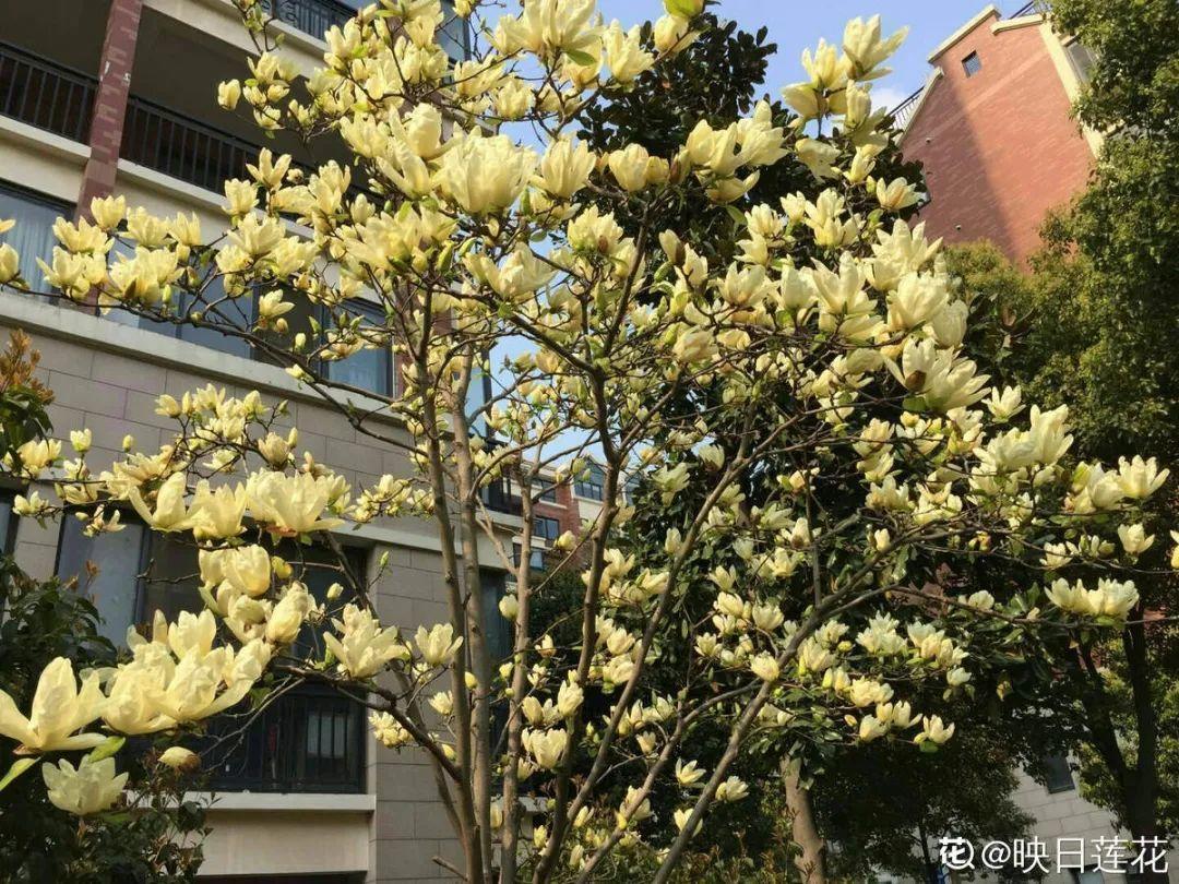 大门口种什么花好 最吉利-大门前种植茶花树怎么样
