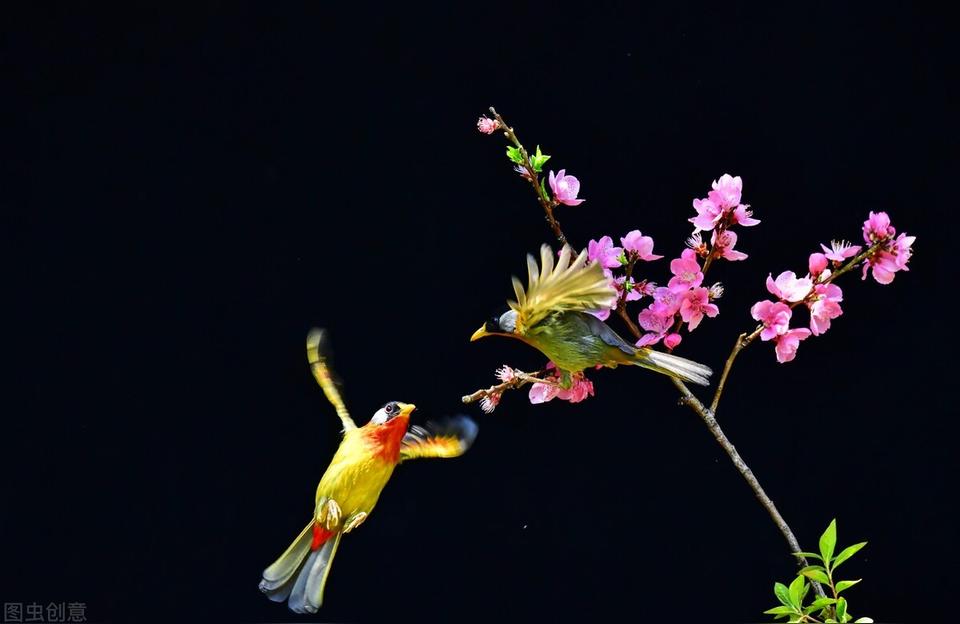 命犯桃花煞一般要维持多久你命犯桃花也犯我什么意思