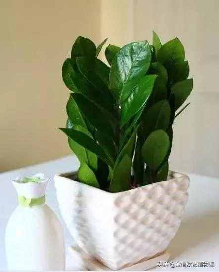 风水学说：家里养什么植物旺财-什么水草聚财
