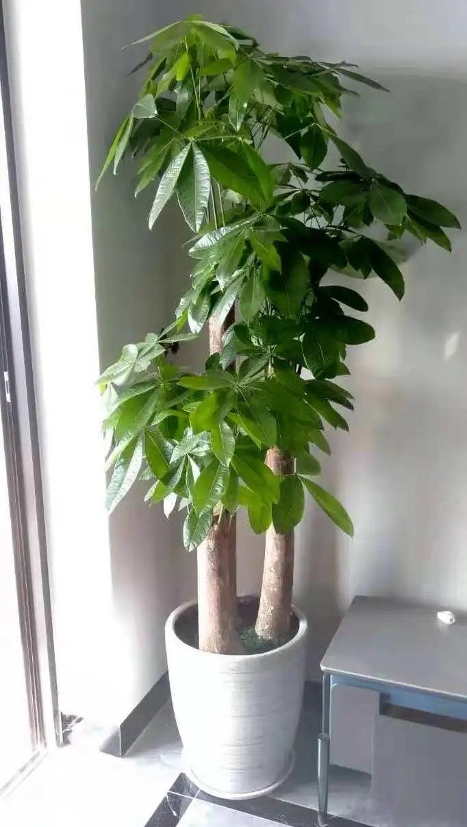 这些植物放在阳台上对财运有帮助-进门玄关上放什么植物好看