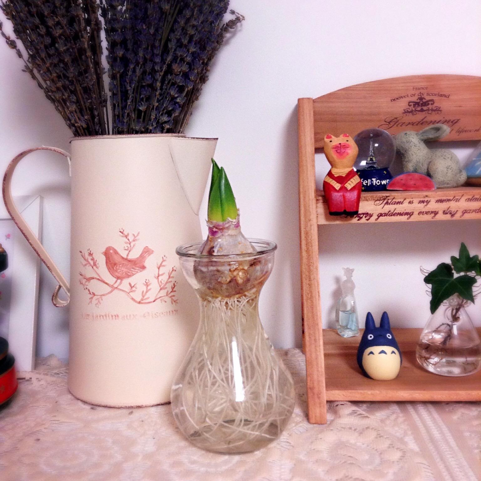 居家植物风水：风信子的风水作用-玄关用吊兰装饰好吗