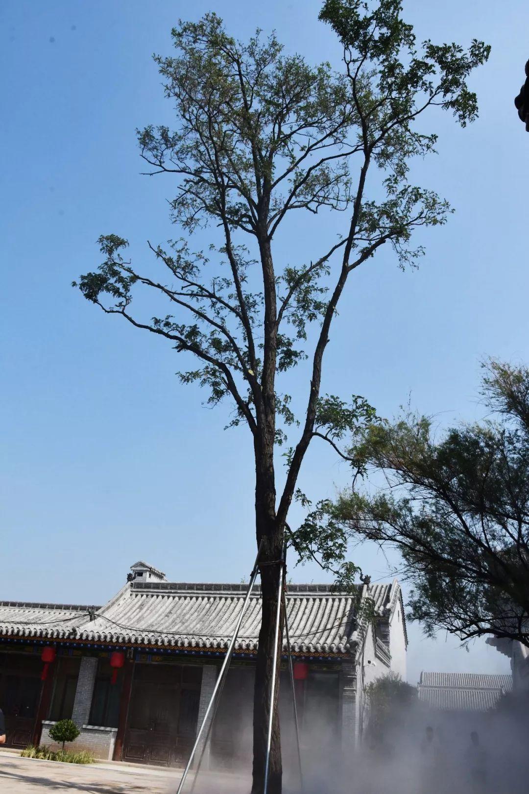 元宝树放在哪里能涨财运-开业送人盆花有哪些