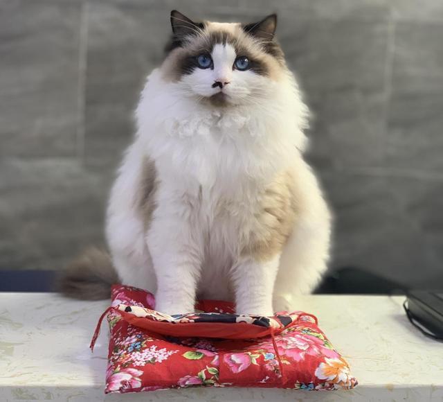 家里能放招财猫吗 招财猫怎么摆放招财最好-黄辣丁和招财猫区别