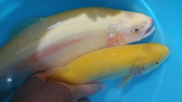风水鱼养在什么材质的鱼缸容易招财运-八字为大海水命