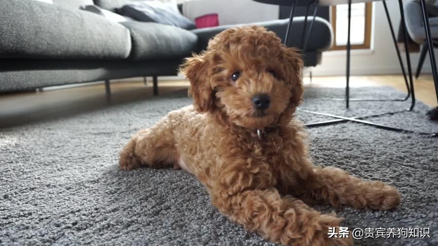 狗狗起名：好听的贵宾犬名字-赞美金毛的句子