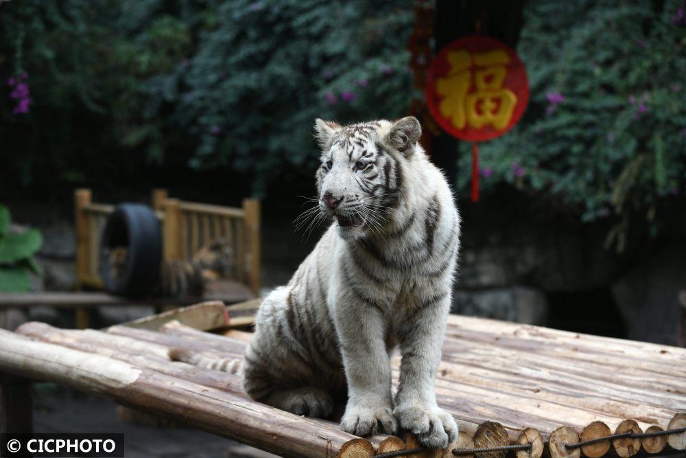 2022虎年姓吴的新生女宝宝最佳取名推荐 可爱名字大全-吴孟达葬礼为什么影响力这么大