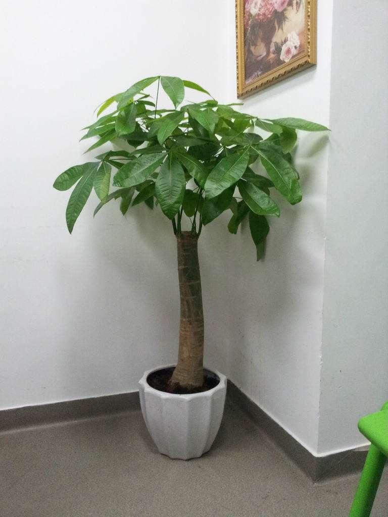 办公区域适合摆放的植物 金钱树招财进宝-适合养哪些花或者植物
