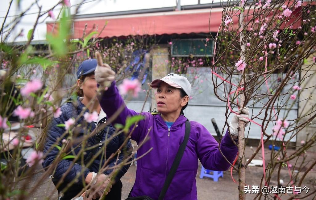春节送桃花代表着什么意思？-过年送什么花合适