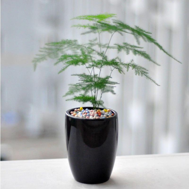 家庭旺财风水植物位置 文竹雅致书房放-书房门口放什么植物好
