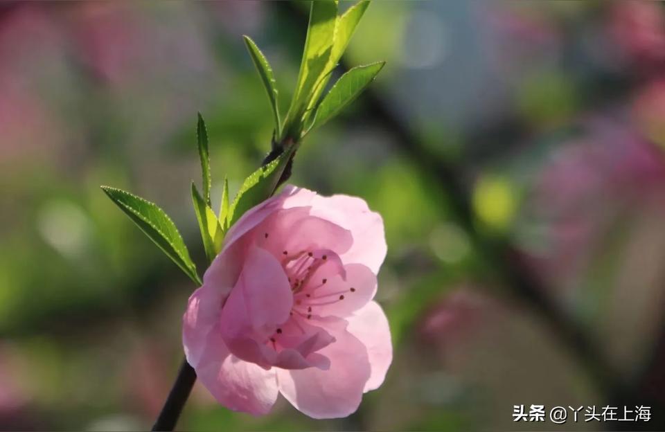 六月星座运势爱情运势查询桃花运挡不住