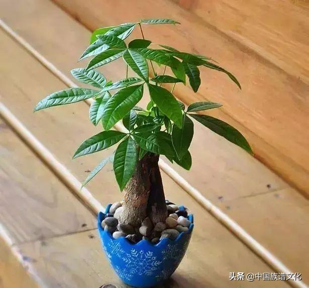 办公室财位上放什么最招财 怎样招财-办公室最适合养什么鱼